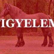 Figyelem – Kaposvár, 2026. február 17.